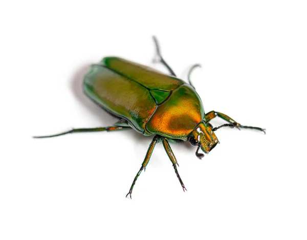 花甲虫 クロロカラアフリカ 白に隔離された — ストック写真
