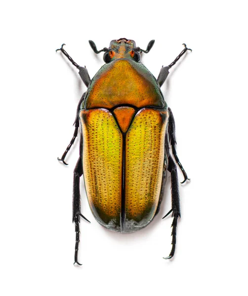 위에서 바라본 딱정벌레 흰자위에 떨어져 클로로 칼라아 — 스톡 사진