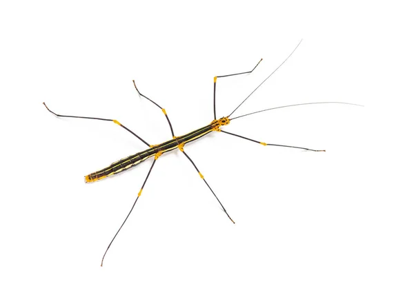 Peruvian Stick Insect Uitzicht Van Boven Oreophoetes Peruana Geïsoleerd Wit — Stockfoto