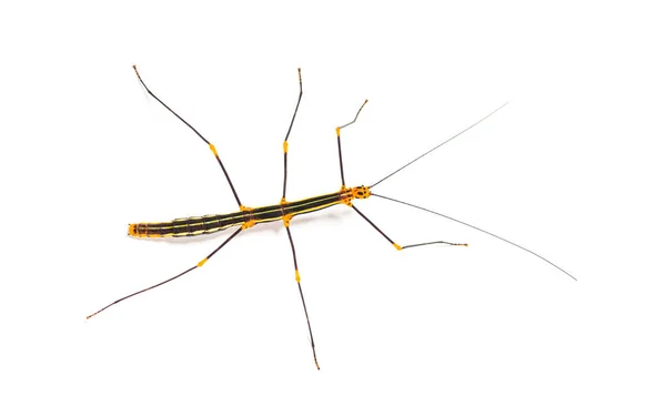Peruvian Stick Insect Oreophoetes Peruana Geïsoleerd Wit — Stockfoto