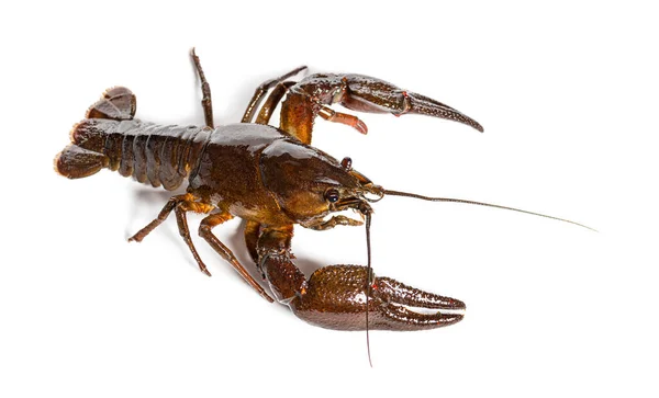 European Crayfish Broad Fingered Crayfish Astacus Astacus Isolated White — Stock Photo, Image