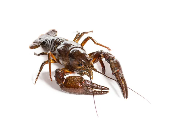 European Crayfish Broad Fingered Crayfish Astacus Astacus Isolated White — Stock Photo, Image