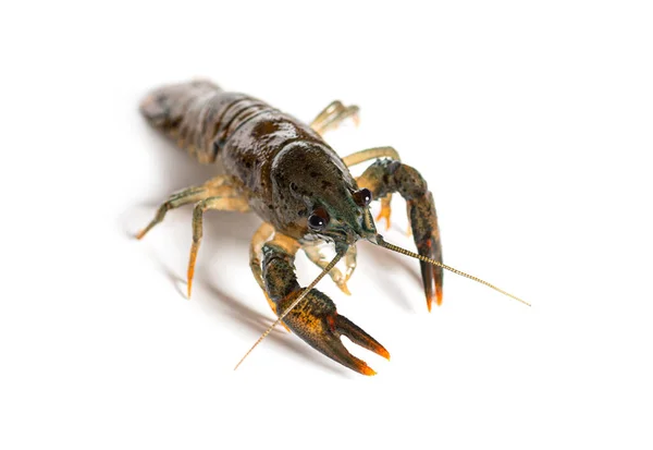 Stone Crayfish Austropotamobius Torrentium Isolated White — Stock Photo, Image