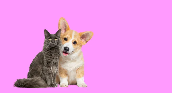 猫和狗在一起 快乐的小狗和骄傲的猫 看着相机 用粉红隔开 — 图库照片