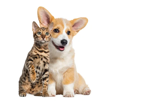 猫と犬が一緒に 子犬の犬と腹の猫 カメラを見て 白に隔離された — ストック写真