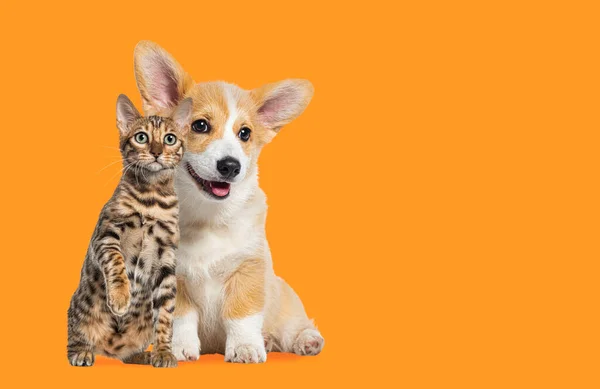 Γάτα Και Σκύλος Κάθονται Μαζί Puppy Welsh Corgi Και Bengal — Φωτογραφία Αρχείου