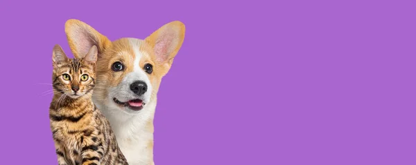 猫和狗在一起 小狗威尔士科奇和旁门左道行为 隔离在紫色的网页横幅上 — 图库照片