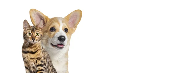 Puppy Welsh Corgi Hond Bengal Kat Zitten Samen Kijken Naar — Stockfoto
