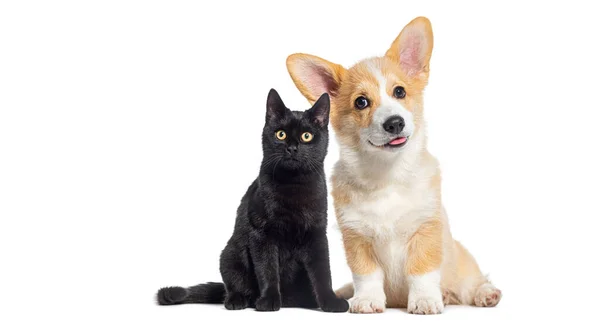 黑猫杂交品种的猫和小狗威尔士科奇彭布罗克狗 看着相机 隔离在白色的 — 图库照片