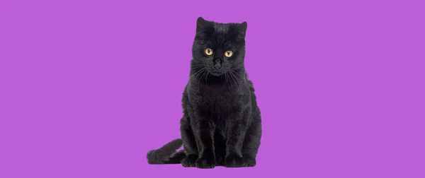 Fekete Cica Keresztezett Macska Nézi Kamera Elszigetelt Lila — Stock Fotó