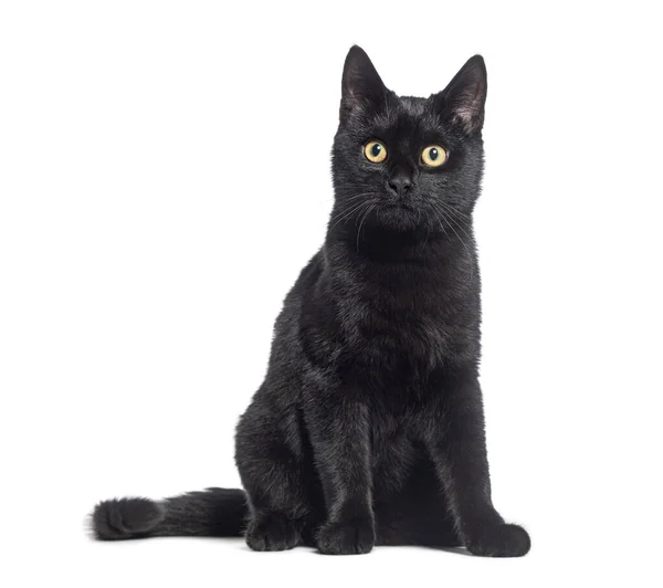 Siyah Kedi Melez Kedi Kameraya Bakıyor Beyaz Üzerinde Izole Edilmiş — Stok fotoğraf