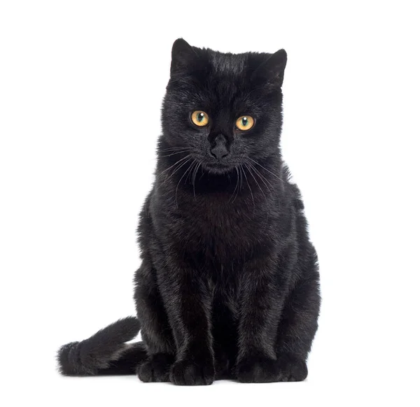 Black Kitten Mischlingskatze Schaut Die Kamera Isoliert Auf Weiß — Stockfoto