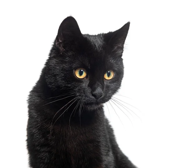 Svart Kattunge Korsning Katt Tittar Ner Isolerad Vit — Stockfoto