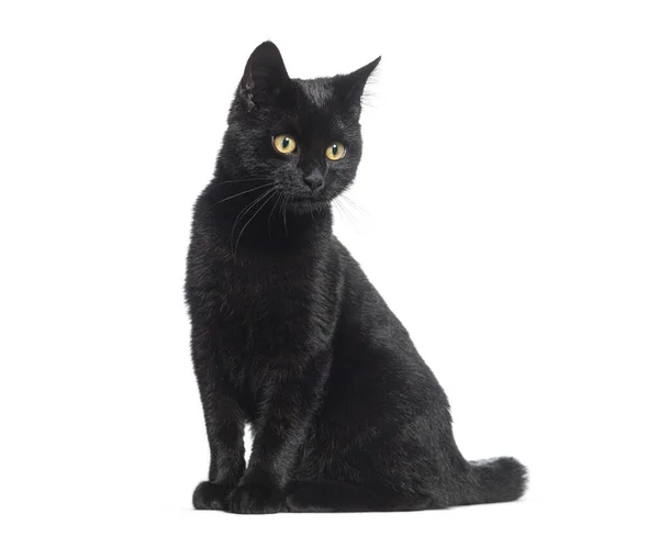 Zwarte Kitten Kruising Kattenkop Kijkend Weg Geïsoleerd Wit — Stockfoto