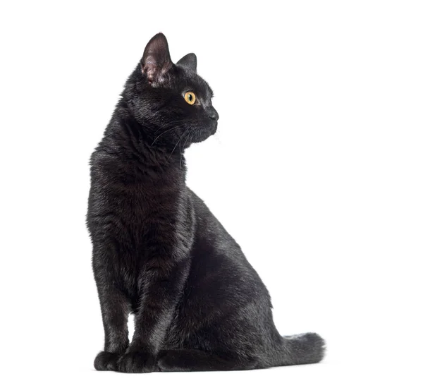 Zittende Zwarte Kat Die Wegkijkt Geïsoleerd Wit — Stockfoto