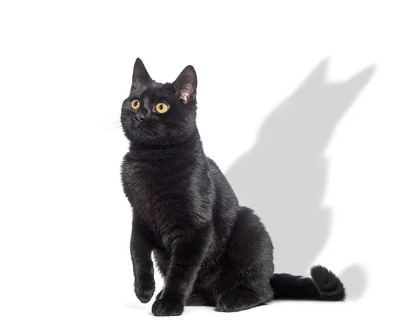 黑猫坐着 望着别处 一只高耸的爪子 它的影子投射在白色的背景上 — 图库照片