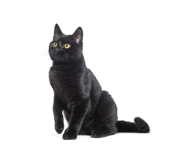 Sedí Černá Kočka Dívá Vzhůru Zvednutou Tlapkou Izolovaná Bílém — Stock fotografie