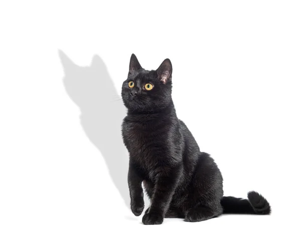 Сидячий Чорний Кіт Дивиться Вгору Піднятою Лапою Тінь Проектується Білому — стокове фото