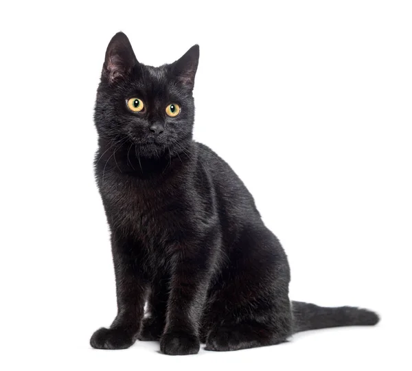 Sedící Černá Kočka Dívá Jinam Izolovaná Bílém — Stock fotografie