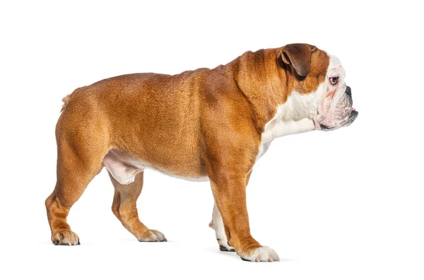 Perfekt Profil För Engelsk Bulldogg Stående Vit Bakgrund — Stockfoto