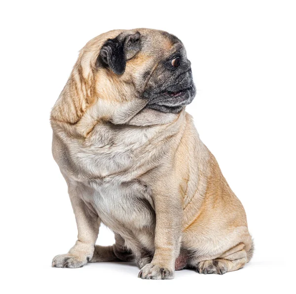 Sedmiletý Pugův Pes Sedí Dívá Nalevo Dokonalá Profilová Hlava Izolovaná — Stock fotografie