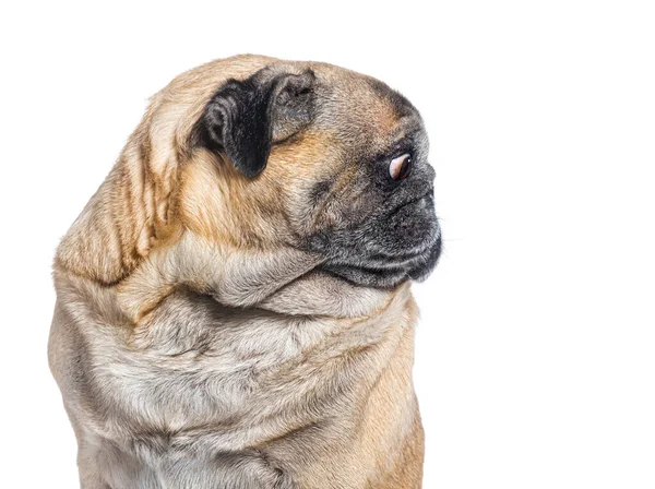 Perfekt Profil Mops Hund Huvud Tittar Bort Isolerad Vit — Stockfoto