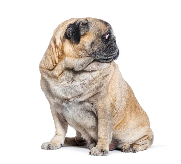 Sete Anos Idade Pug Cão Sentado Olhando Para Longe Sua — Fotografia de Stock