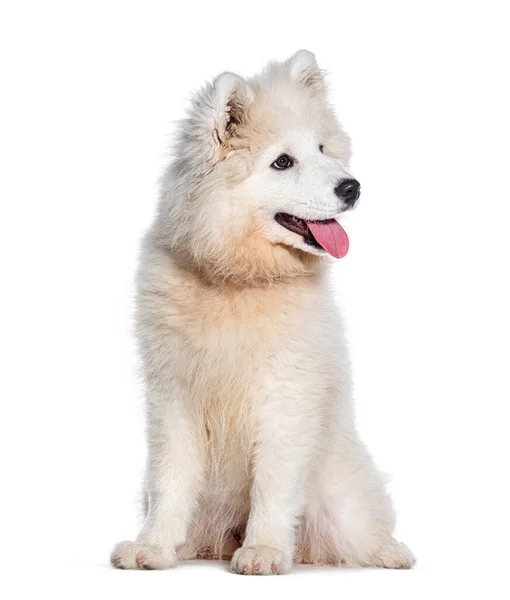 Задыхающийся Щенок Четырехмесячный Самоед Собака Сидящая Изолированно Белом — стоковое фото