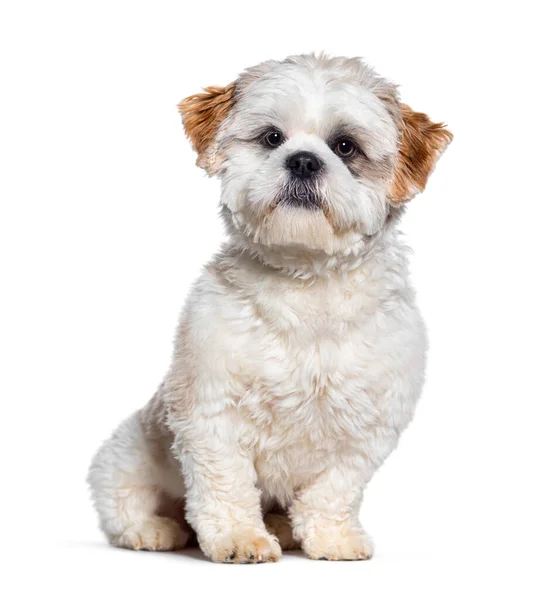Shih Tzu Hond Kijkt Naar Camera Zittend Geïsoleerd Wit — Stockfoto