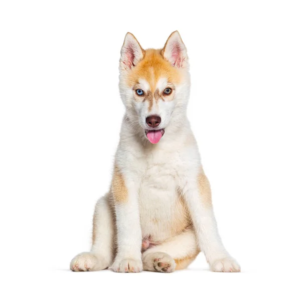 Rojo Puppy Husky Perro Tres Meses Edad Jadeando Boca Abierta — Foto de Stock