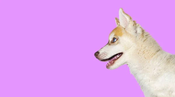 Kırmızı Aylık Yavru Köpek Husky Nin Profili Kafası Açık Pembe — Stok fotoğraf