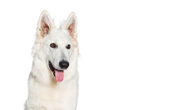 スイスの羊飼いの犬の肖像画は 白に隔離され 幸せそうに見えます — ストック写真