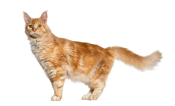 진주조개 고양이의 — 스톡 사진