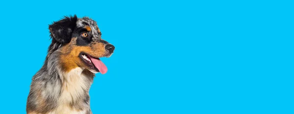 Blå Merle Australier Herde Hund Flämtande Mun Öppen Isolerad Blå — Stockfoto