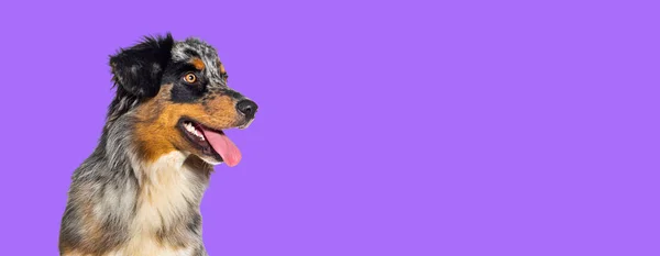 Μπλε Merle Αυστραλιανό Ποιμενικό Σκυλί Λαχάνιασμα Στόμα Ανοιχτό Απομονωμένο Ένα — Φωτογραφία Αρχείου