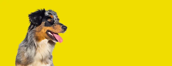 Μπλε Merle Αυστραλιανό Ποιμενικό Σκυλί Λαχάνιασμα Στόμα Ανοιχτό Απομονωμένο Κίτρινο — Φωτογραφία Αρχείου