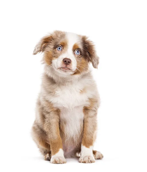 Sad Cute Three Months Old Puppy Red Merle Blue Eyed — Stock Photo, Image