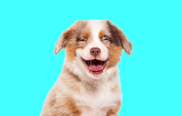 Happy Three Months Old Puppy Red Merle Bastard Dog Cross — Stock Photo, Image