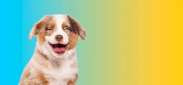 Ευτυχισμένος Τρεις Μήνες Puppy Κόκκινο Merle Bastard Σκυλί Σταυρό Μια — Φωτογραφία Αρχείου