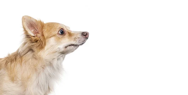 Αστείο Mongrel Bastard Σκυλί Σταυρό Πυροβόλησε Κεφάλι Απομονώνονται Λευκό — Φωτογραφία Αρχείου