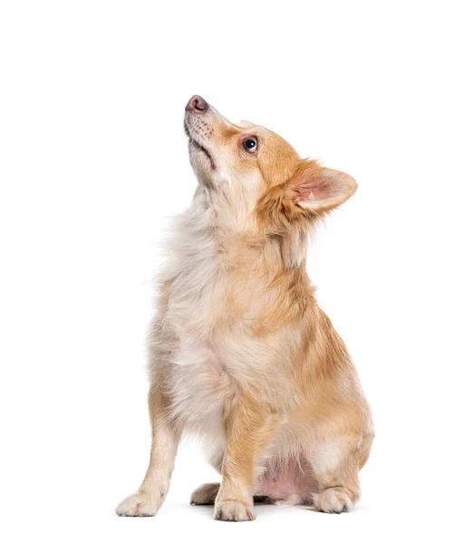 Widok Boku Mongrel Drań Krzyż Pies Patrząc Górę Izolowany Białym — Zdjęcie stockowe