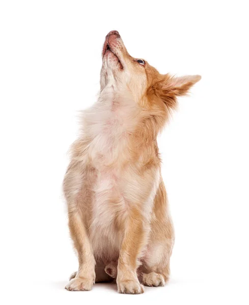Melez Piç Köpek Yukarı Bakıyor Beyaz Üzerine Izole Edilmiş — Stok fotoğraf