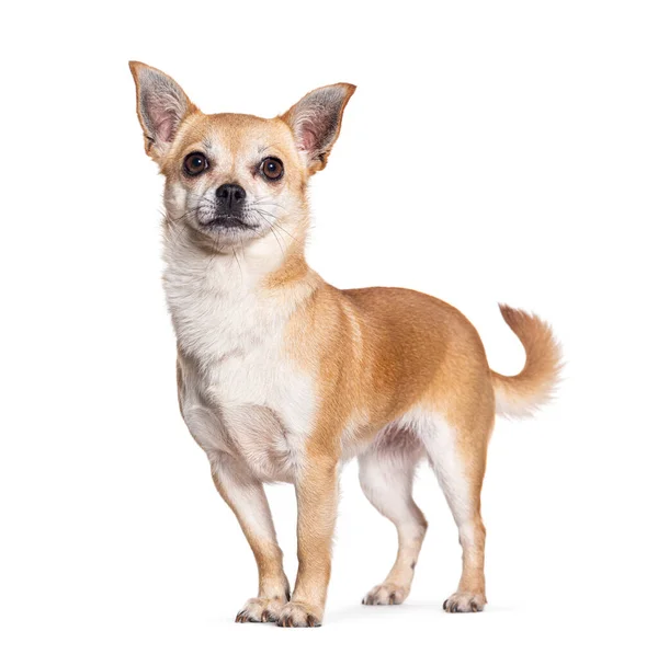 Chihuahua Stojí Vpředu Dívá Nahoru Izolovaný Bílém — Stock fotografie