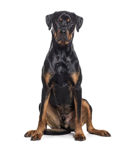 Bastaard Hond Rottweiler Kruis Met Bokser Geïsoleerd Wit — Stockfoto