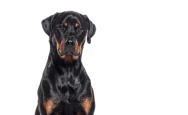 Piç Bir Köpeğin Kafasından Vurulmuş Rottweiler Boksörle Kesişiyor Beyaz Üzerinde — Stok fotoğraf