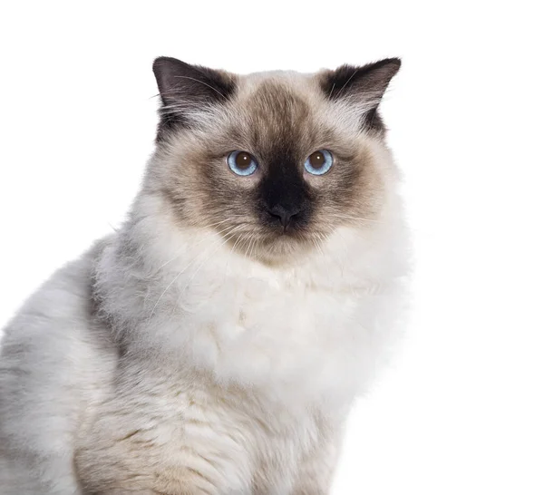 Seal Point Ragdoll Blue Eyed Looking Camera Isolated White — Stock Photo, Image