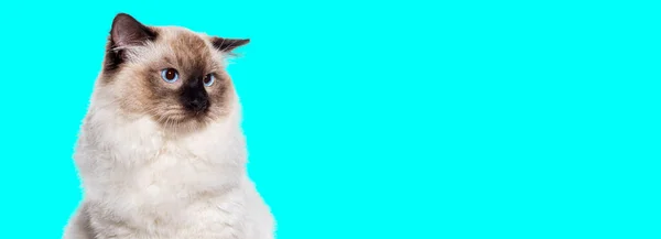 래그돌 고양이가 눈으로 눈으로 배경에 고립된 배너를 — 스톡 사진
