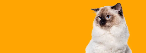 래그돌 고양이파란 눈으로 주황색 배경에 고립된 배너를 — 스톡 사진