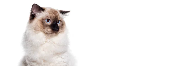 Snímek Hlavy Tuleně Modrýma Očima Pavučinový Prapor Izolovaný Bílém — Stock fotografie