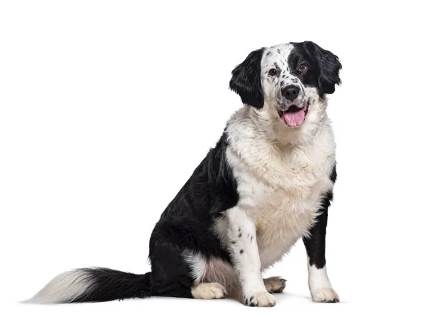 Μπάσταρδος Σκύλος Δαλματίας Σταυρό Bernese Mountain Dog Λαχάνιασμα Κάθεται Κοιτάζοντας — Φωτογραφία Αρχείου